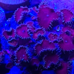 Red Deaths Zoas