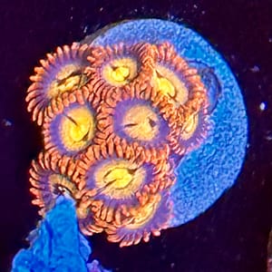 Zoa