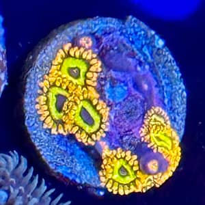 Fruit loops Zoas