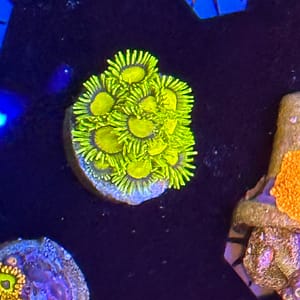 King Midas Zoanthids