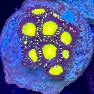 Nuclear Hazards Zoas