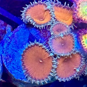Red Deaths Zoas