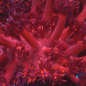 ORA Red Gonipora