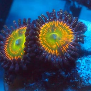 Tyree Rainbow Infusion Zoa