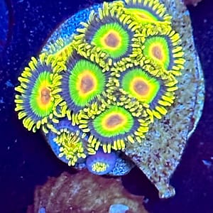 Rasta Zoa