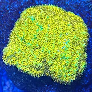 Watermalon Psammocora