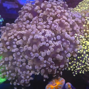 Pink Octospawn