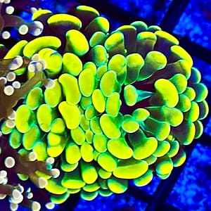 ASD holy grail hammer