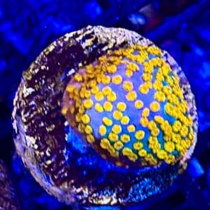 Aquaman encrusting Montipora