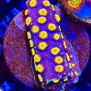 Bizarro Cyphastrea encrusting