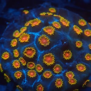 Bizarro Encrusting Cyphastrea