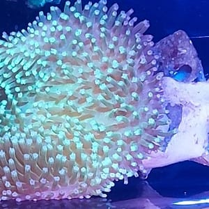 Large Toadstool Leather Coral