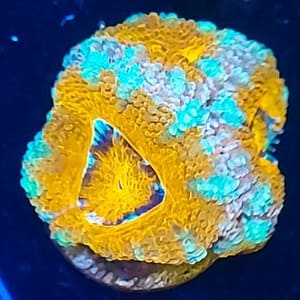 Orange Acan