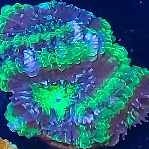 Green Acan