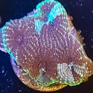 Acanthastrea Echinata