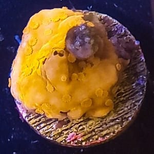 Orange Montipora Setosa