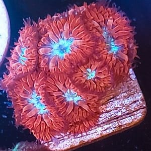 Blue Raven Blastomussa Merletti