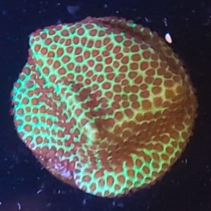 Jason Fox Burning Banana Stylocoeniella