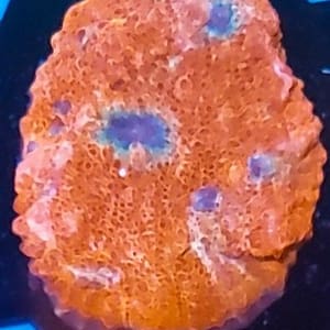 Pooky The Bear Chalice