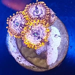 Utter Chaos zoa