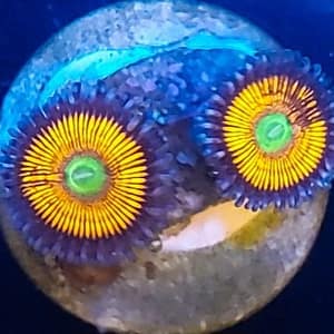 Sunny D’s Zoas