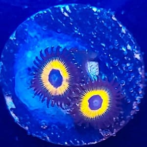 Orange citrus zoa