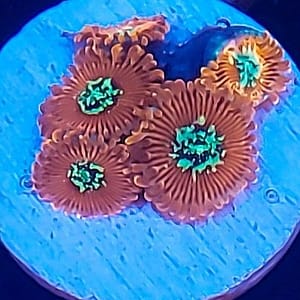Magician Zoanthid