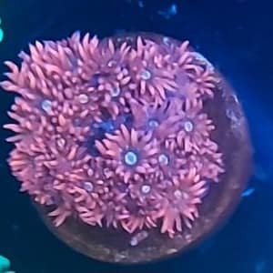 Pink Gonipora