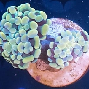 Double Head Rainbow Hammer