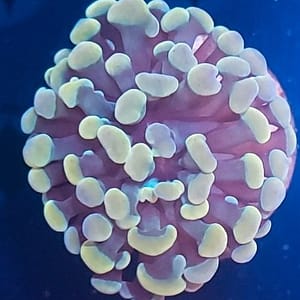 Single Head Rainbow Hammer