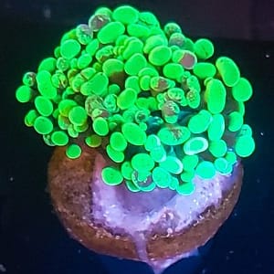 Double Head Green Splatter Hammer