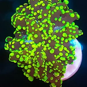 Yeayamaensis octospawn