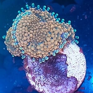 Orange Ricordia Mushroom