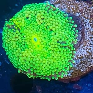 Green Ricordia Mushroom