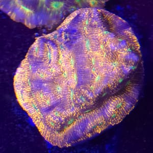 Jason Fox Jack - O - Lantern Leptoseris