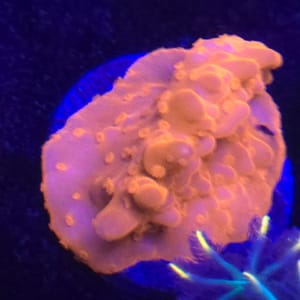 Orange Montipora Setosa
