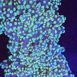 Yeayamaensis Octospawn