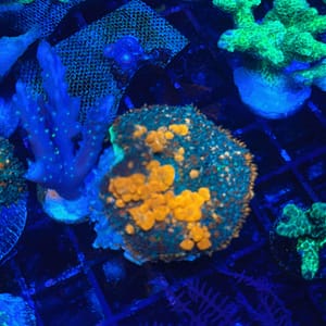 XL Sunkist Bounce Mushroom