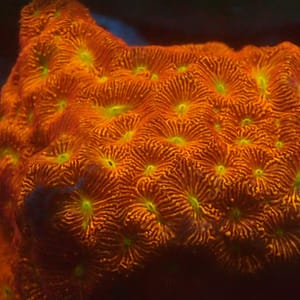 Jason Fox Jack - O - Lantern Leptoseris
