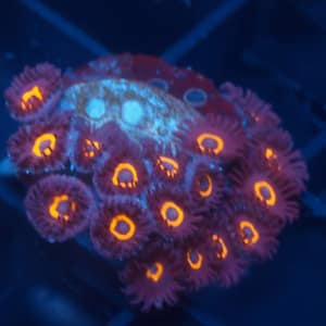 Clockwork Orange Zoa
