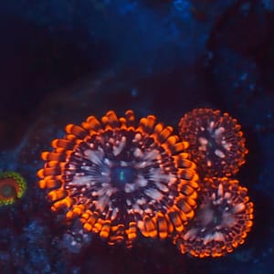 Utter Chaos Zoa