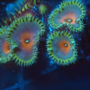 Captain America Zoa