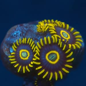 Purple Hornets Zoas