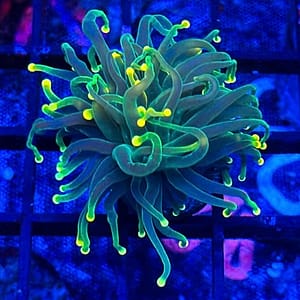 Green/Yellow Tip Torch