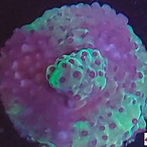 Acropora