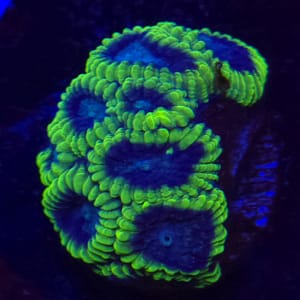 Green and Black Favia