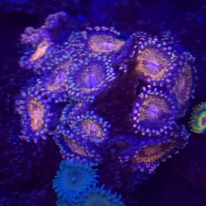Pink and Gold Zoa