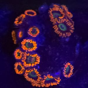 Emeralds on Fire Zoa