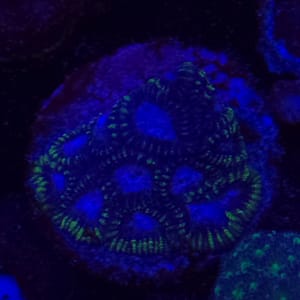 Green and Purple Favia