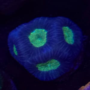 Purple and Green Favia